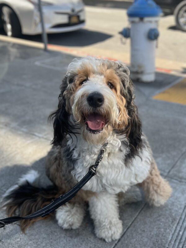 Bernadoodle Looking Goofy And Happy