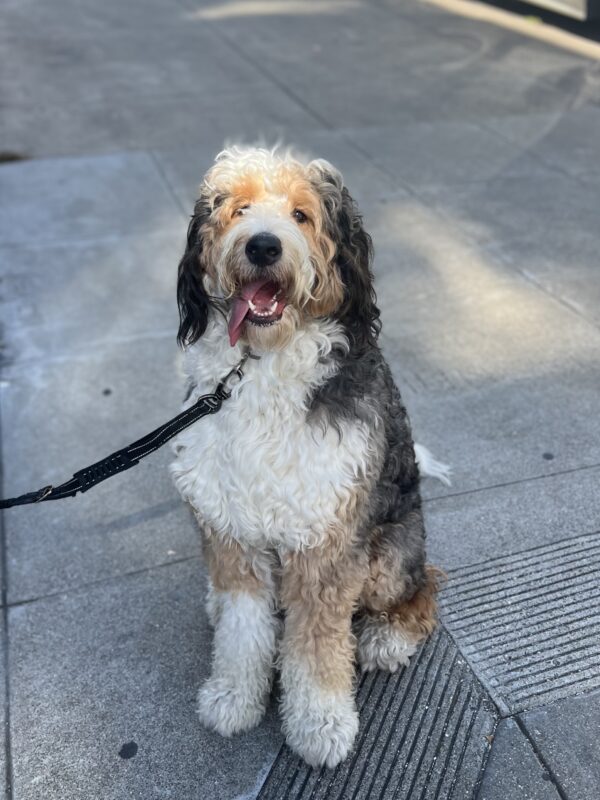 Bernadoodle Looking Dignified