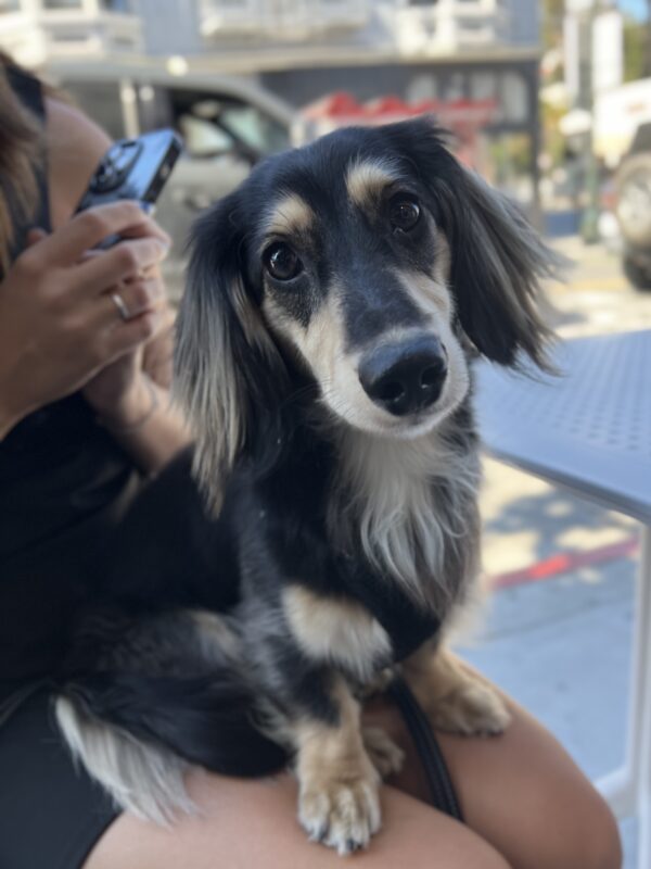 Black And Tan Long-Haired Miniature Dachshund Tilting His Head