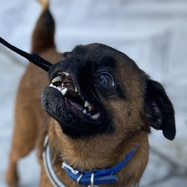 Close-Up Of Slightly Manic Grinning Smooth Coated Brussels Griffon