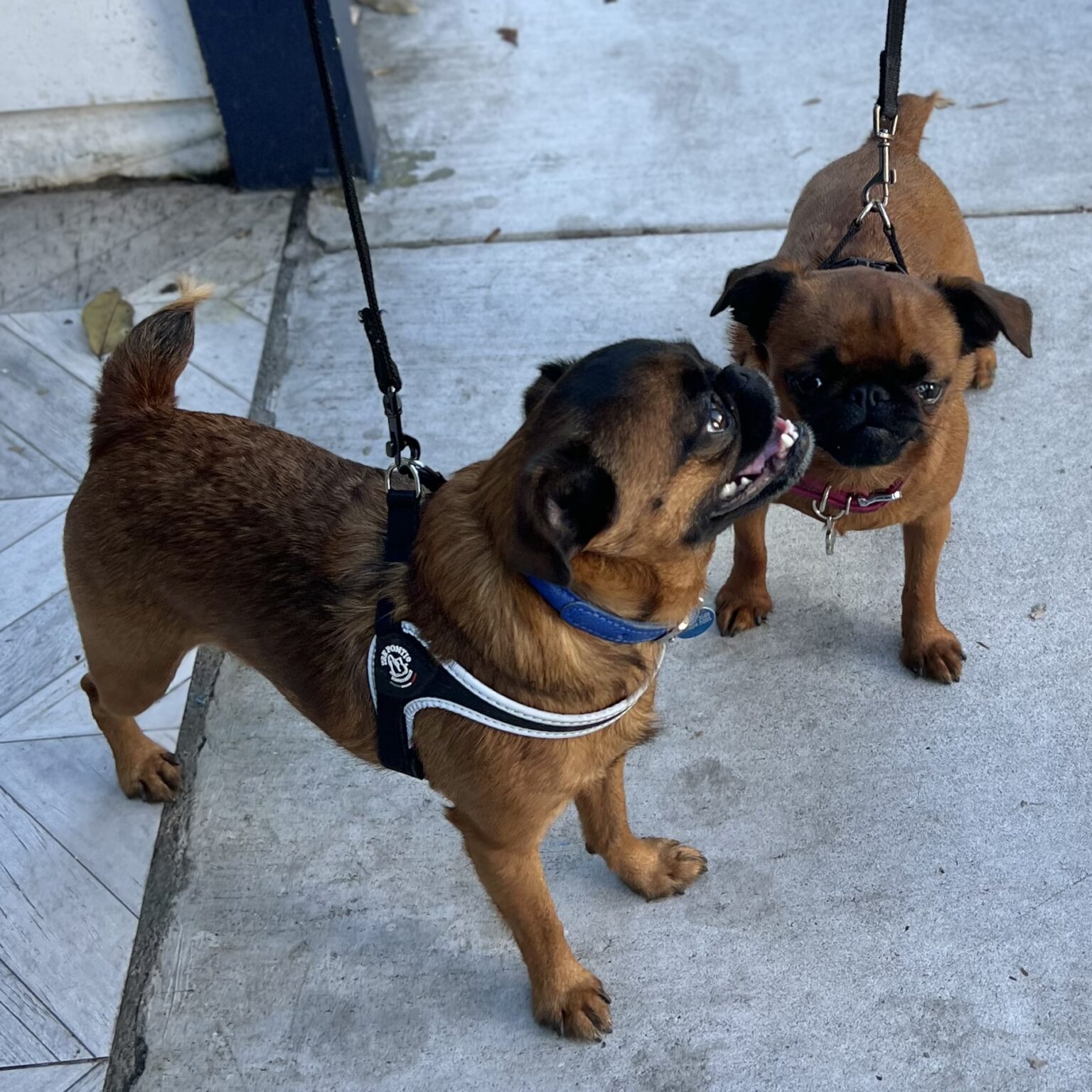 Two Smooth Brussels Griffons