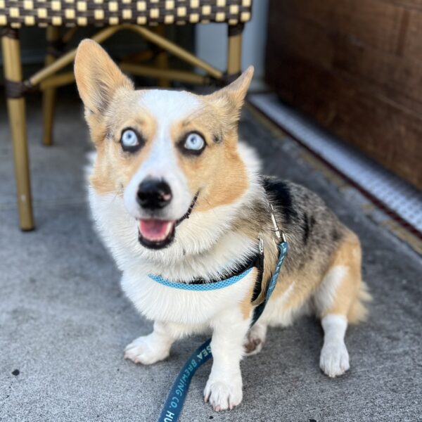 Pembroke Welsh Corgi Australian Shepherd Mix With Ridiculously Blue Eyes