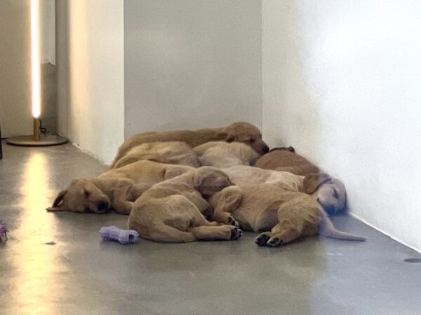 Pile Of Puppies