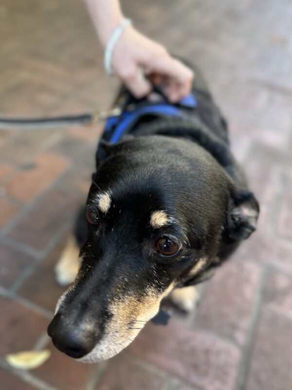 Cute Dachshund Beagle Mix Snoot