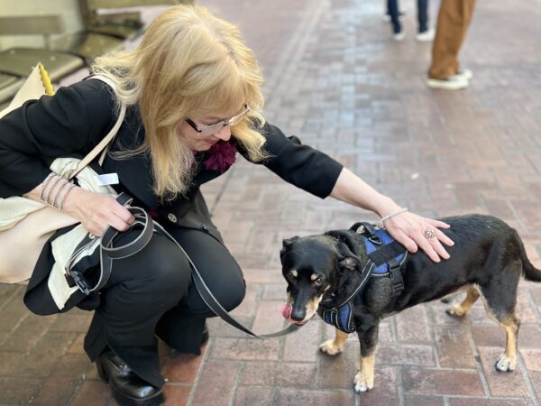 Woman Petting Dachshund Beagle Mix