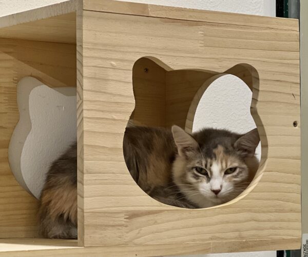 Cat In A Cat Wall Box