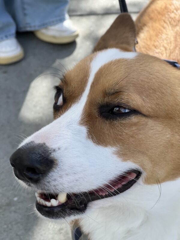 Pembroke Welsh Corgi Looking Mischievous