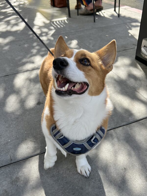 Pembroke Welsh Corgi Grinning