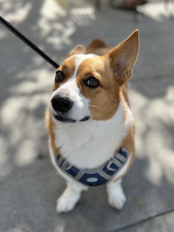 Pembroke Welsh Corgi Making A Funny Face