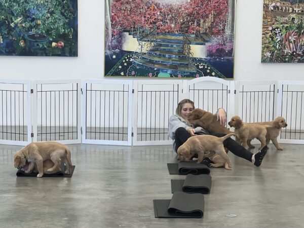 Woman Trying To Sit Up While Covered With Golden Retriever Puppies