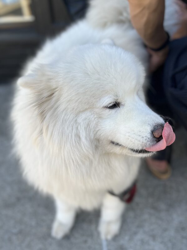 Samoyed Licking His Tongue