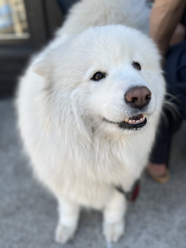 Samoyed