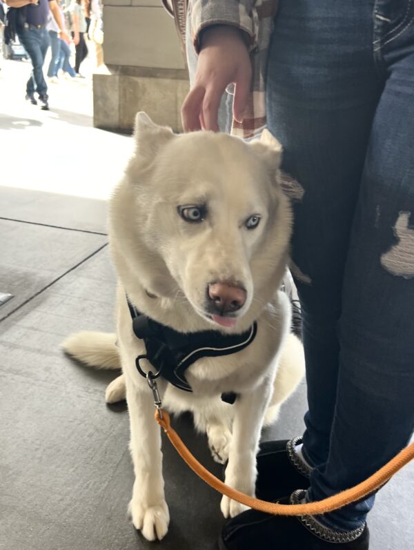 White Siberian Husky With Blue Eyes