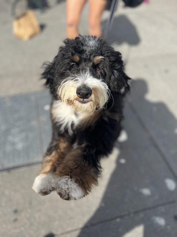 Bernadoodle Dancing