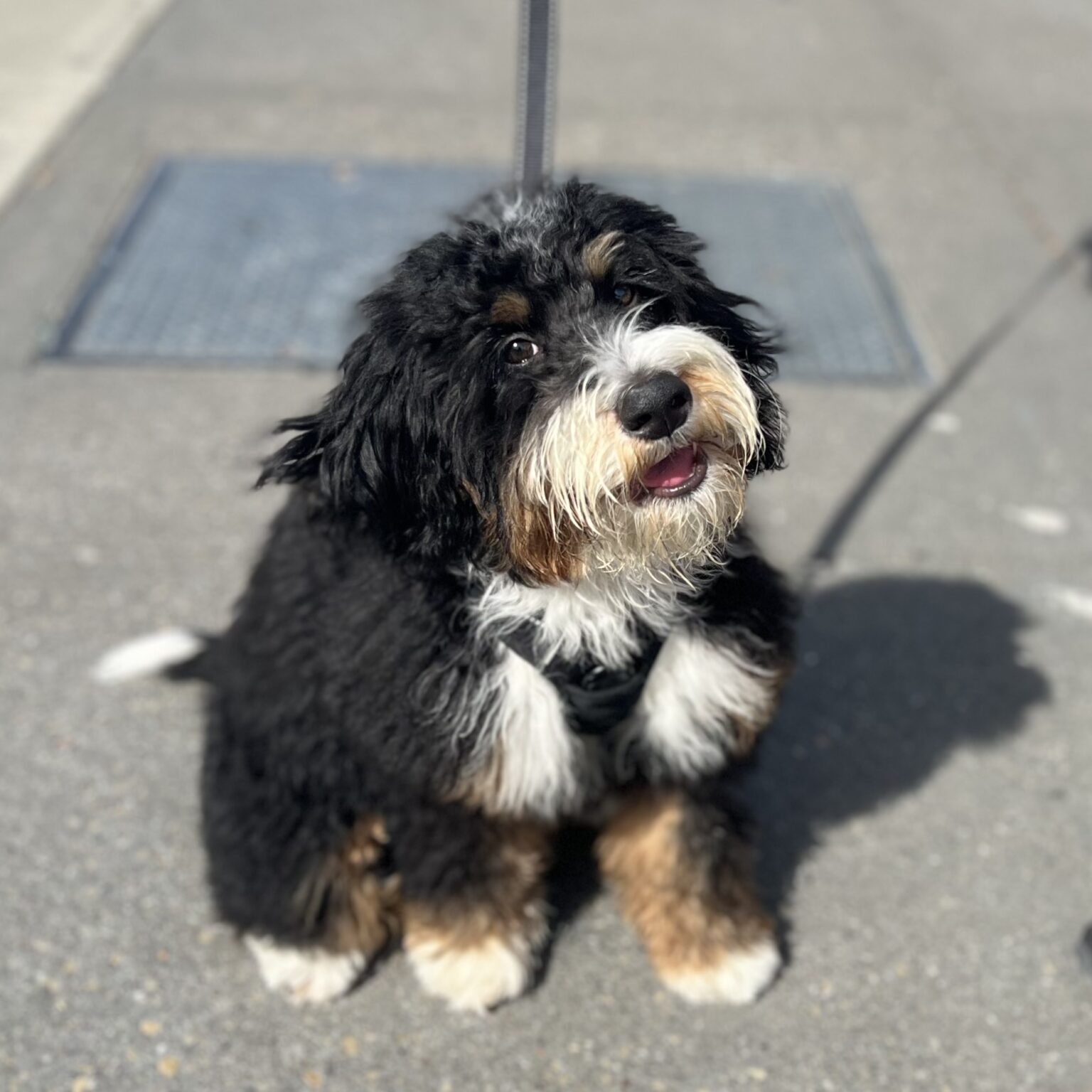 Bernadoodle Puppy