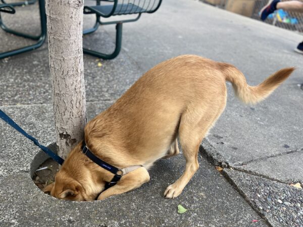 German Shepherd With His Head In A Hole In The Sidewalk