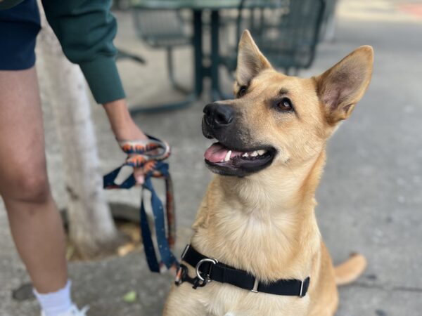 German Shepherd Grinning