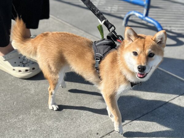 Small Shiba Inu Looking Very Happy