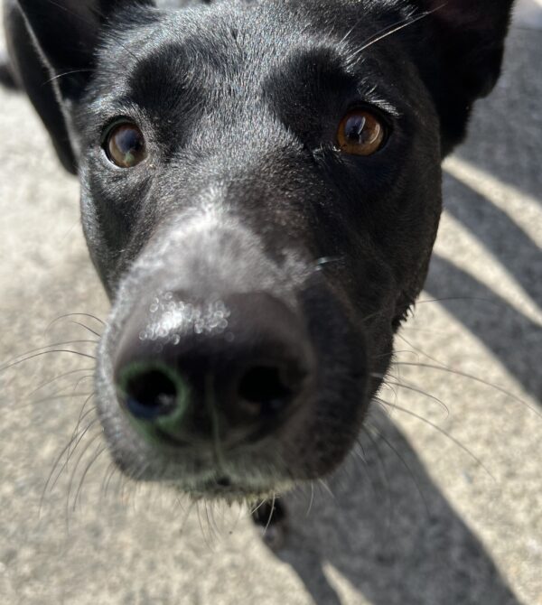 Australian Cattle Dog Mix Sniffing Camera