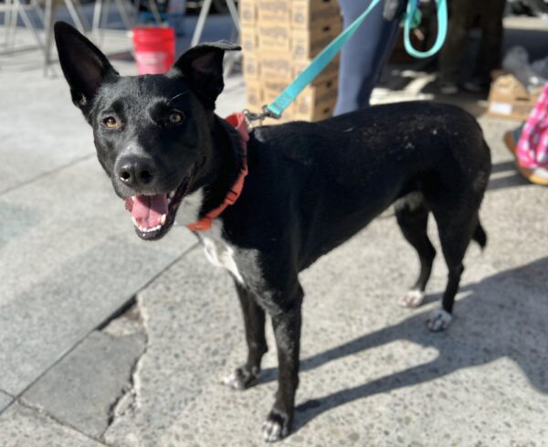 Grinning Australian Cattle Dog Mix