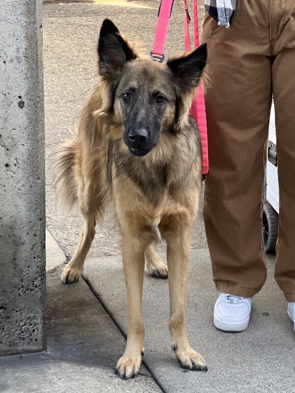 Belgian Tervuren