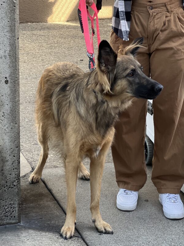 Belgian Tervuren With Funny Hairdo