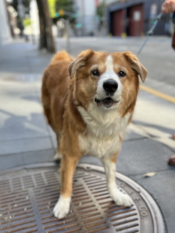 Australian Shepherd Mix