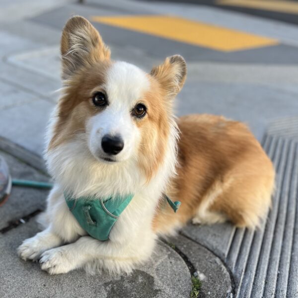 Small Fluffy Red And White Corgi