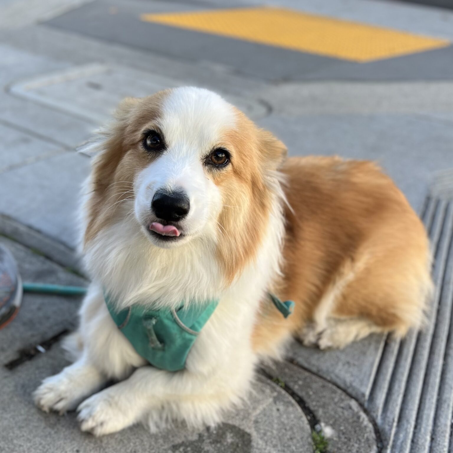 Small Fluffy Red And White Pembroke Welsh Corgi Sticking Her Tongue Out And With Her Ears Folded Back