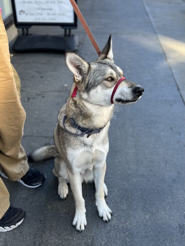 Husky German Shepherd Mix Dog Looking Alert