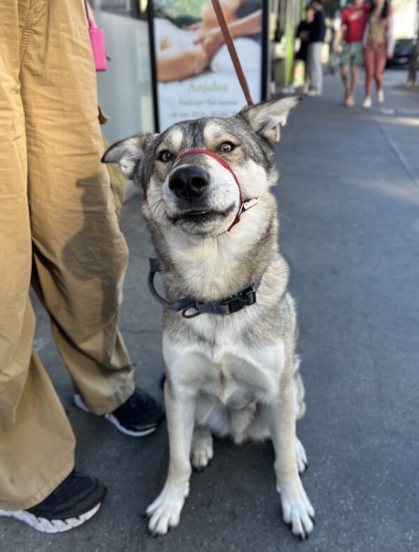 Siberian Husky German Shepherd Mix Folding His Ears Down