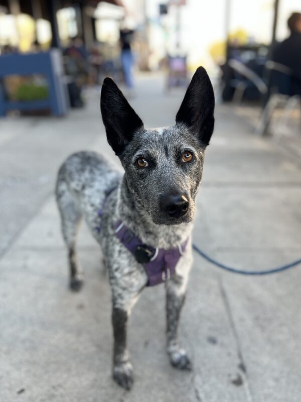 Australian Cattle Dog With Glorious Ears