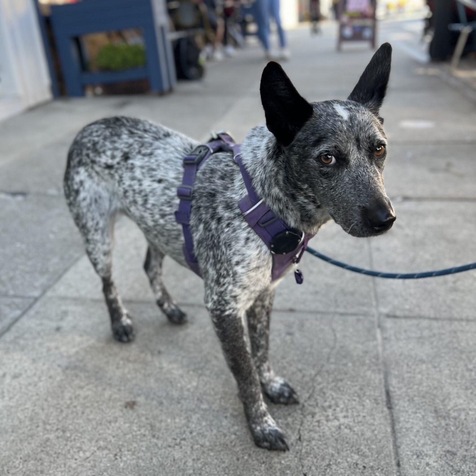 Australian Cattle Dog Looking Shy