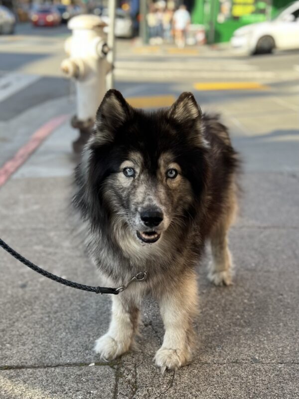 Old Blue-Eyed Siberian Husky Mix