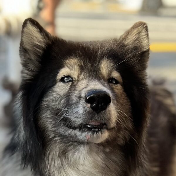 Old Blue-Eyed Siberian Husky Mix Looking Off Into Space