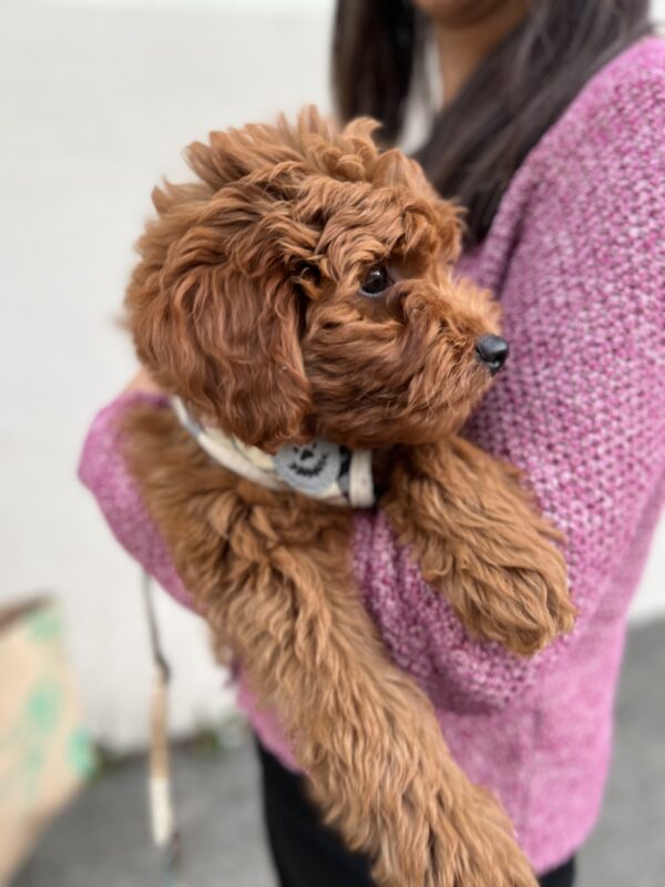 Goldendoodle Puppy In Woman's Arms