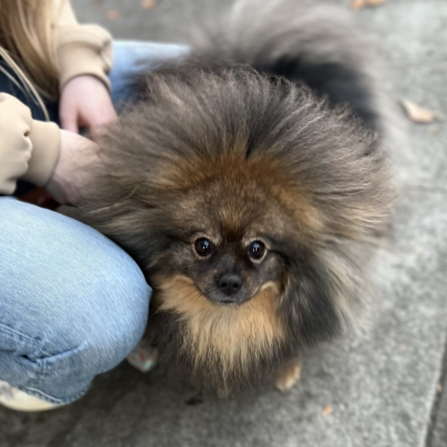 Ridiculously Fluffy Black And Tan Pomeranian