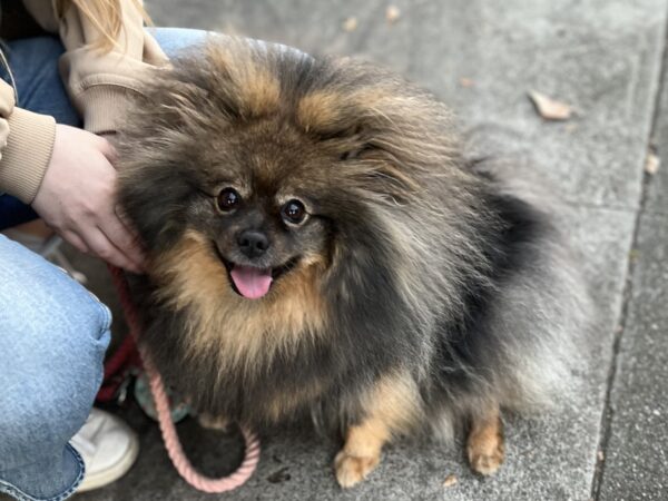 Extremely Fluffy Black And Tan Pomeranian Grinning