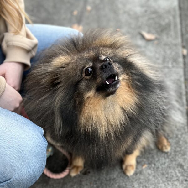 Extremely Fluffy Black And Tan Pomeranian