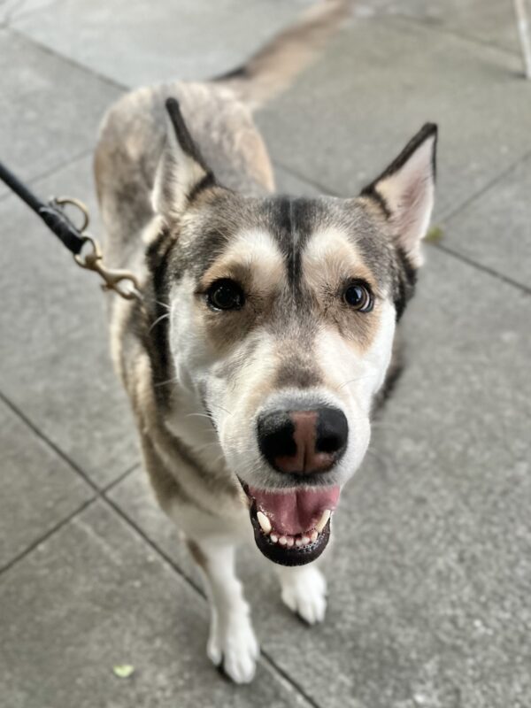 Siberian Husky Looking Delighted