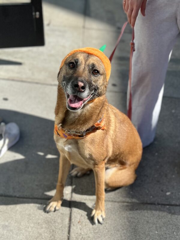 Mutt With Pink Stripe On Her Nose And A Big Grin On Her Face