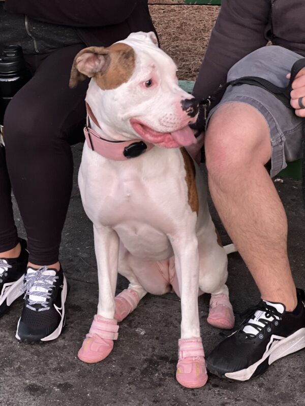 American Pit Bull Terrier Boxer Mix With Pink Shoes