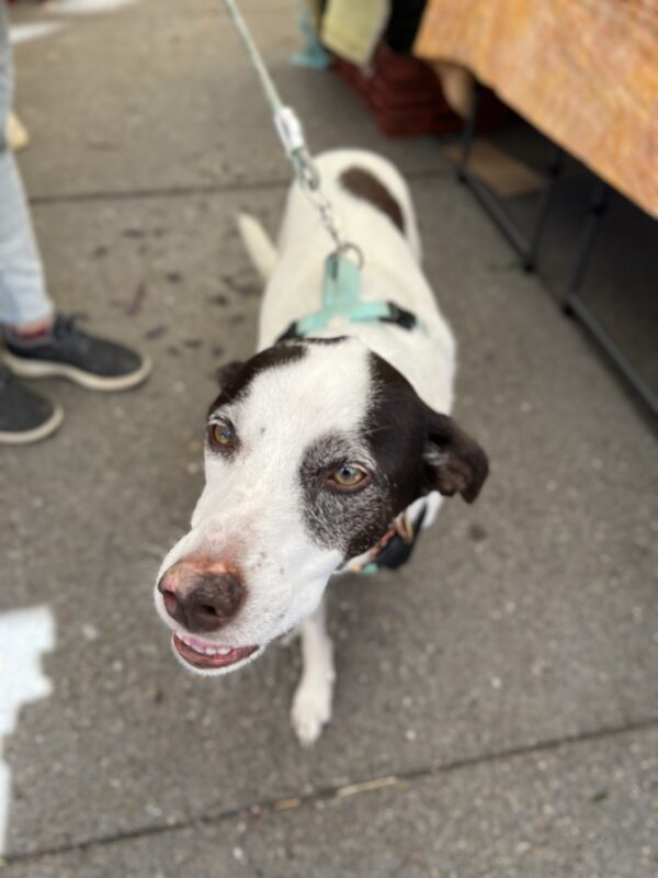 Black And White Mutt Looking Friendly