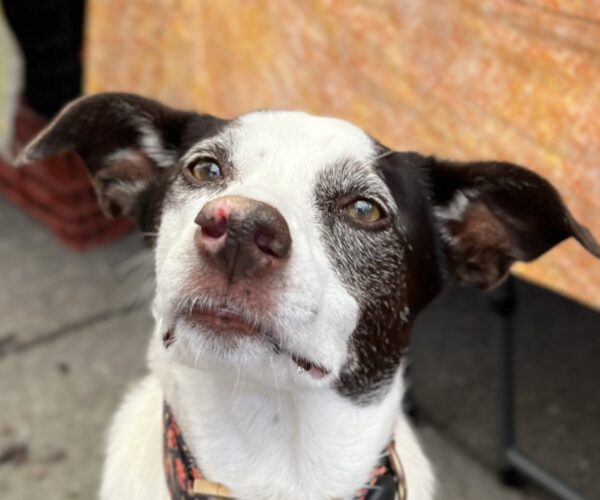 Dog With Ears That Stick Out Straight To The Side