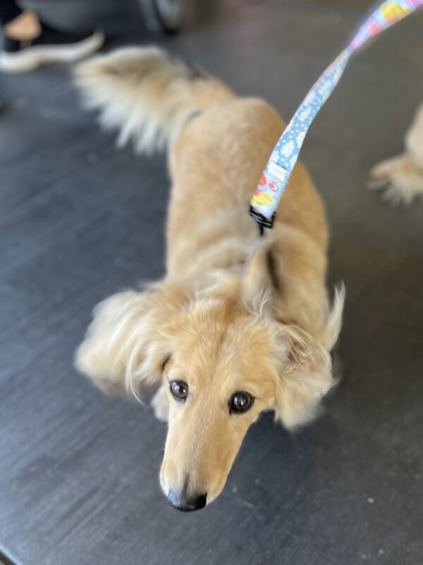 Golden Long Haired Dachshund Shaking Itself