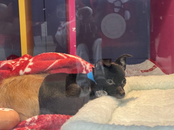 Two Puppies In A Window Display