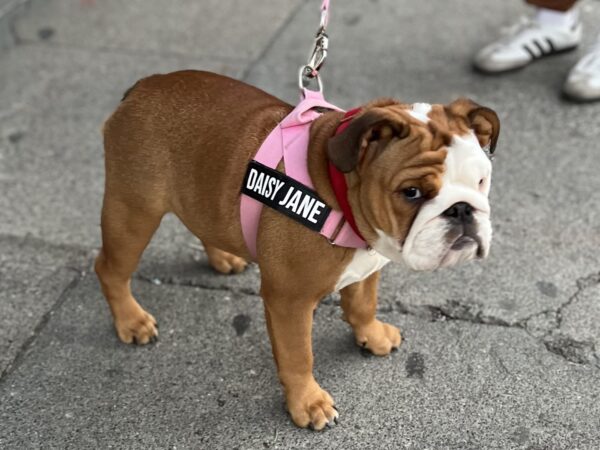 English Bulldog Puppy Looking Grumpy