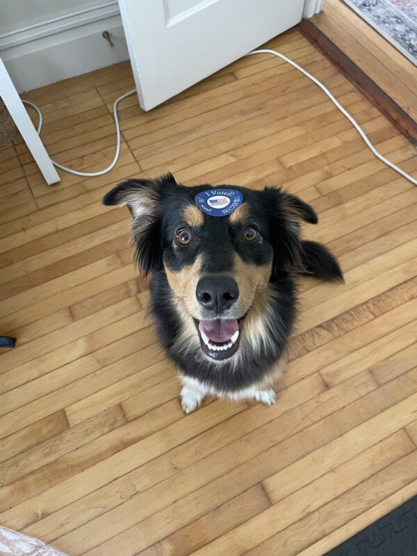 Australian Shepherd With An I Voted Sticker On Her Head Grinning