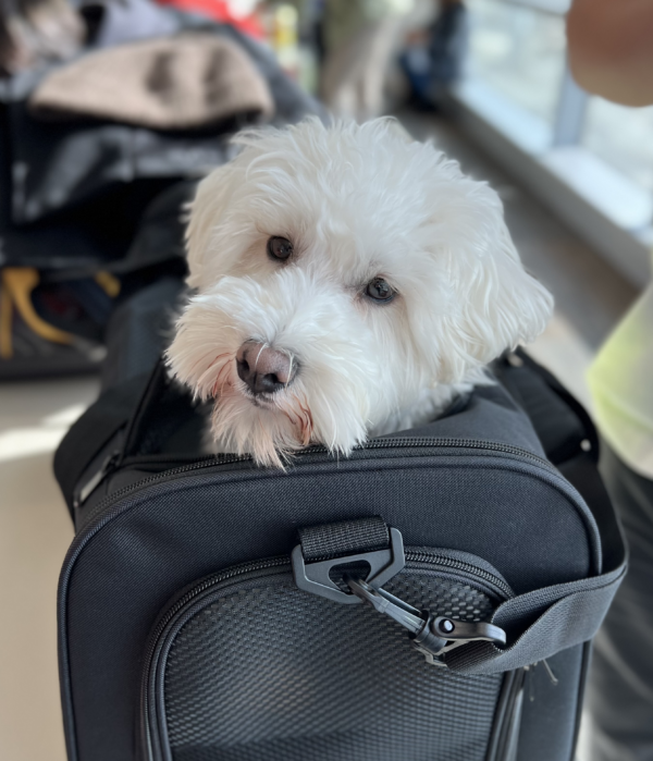 White Schnoodle Sticking Her Head Out Of A Black Duffel