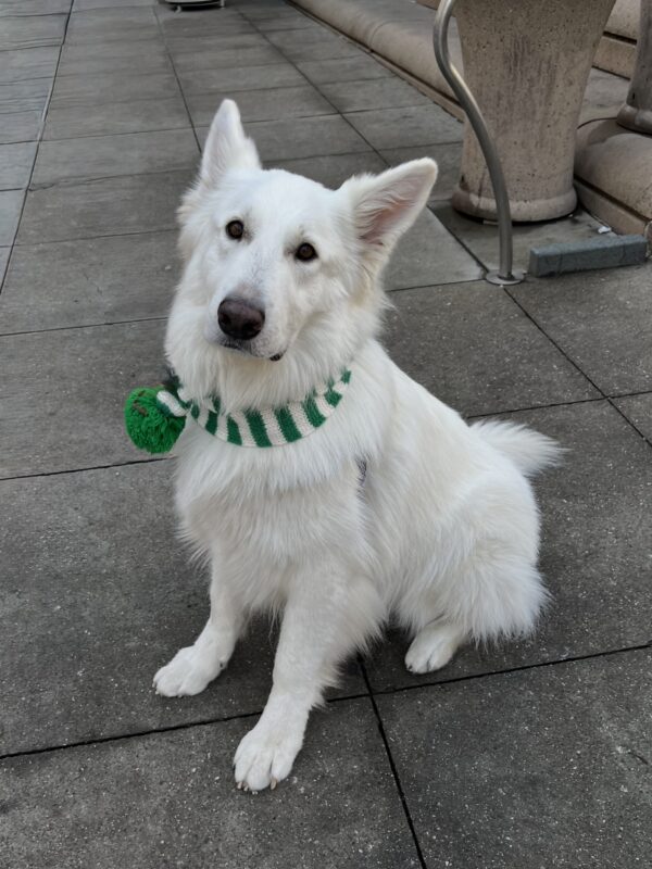 White Swiss Shepherd In A Green Scarf